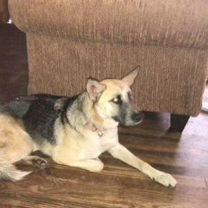 Meet your Posher, Dalton